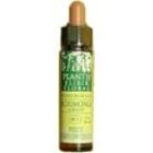 Oak Plantis No. 22 10 ml